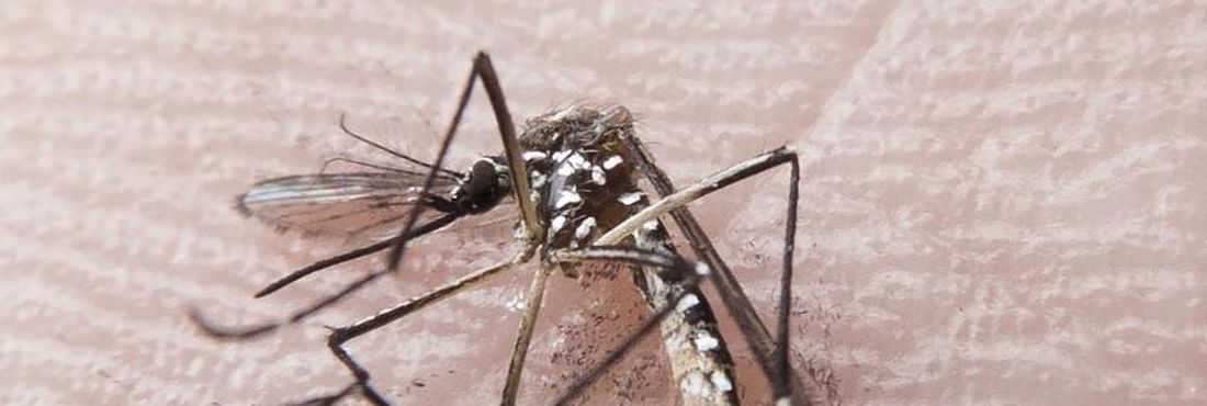 Aedes aegypti também é transmissor do Zika Vírus Aedes aegypti também é transmissor do Zika Vírus