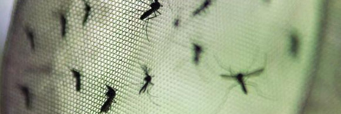 Dengue - mosquito Nos dois primeiros meses deste ano, foram notificados 87.136 casos de dengue no país