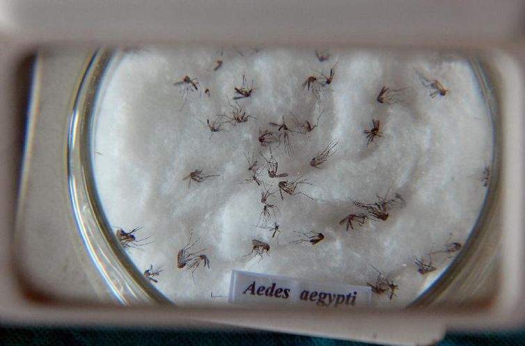 Mosquito da dengue, Aedes aegypti