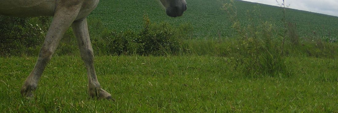 Cavalo Cavalo