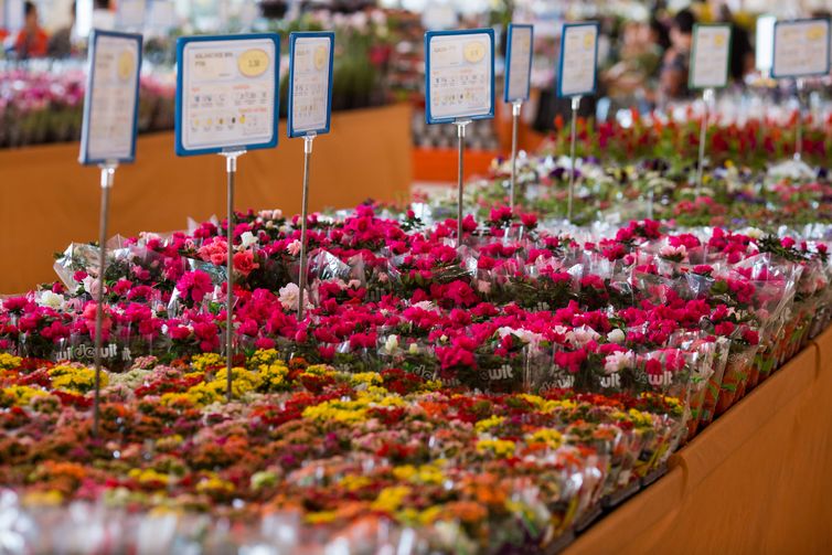 Ibraflor estima crescimento de 7% na produção de flores este ano no país