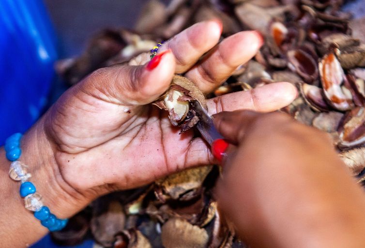 Detalhe da retirada da castanha de sua casca. Processamento da castanha na mini usina da Comunidade do Rio Novo, um afluente do rio Iriri na Terra do Meio. 