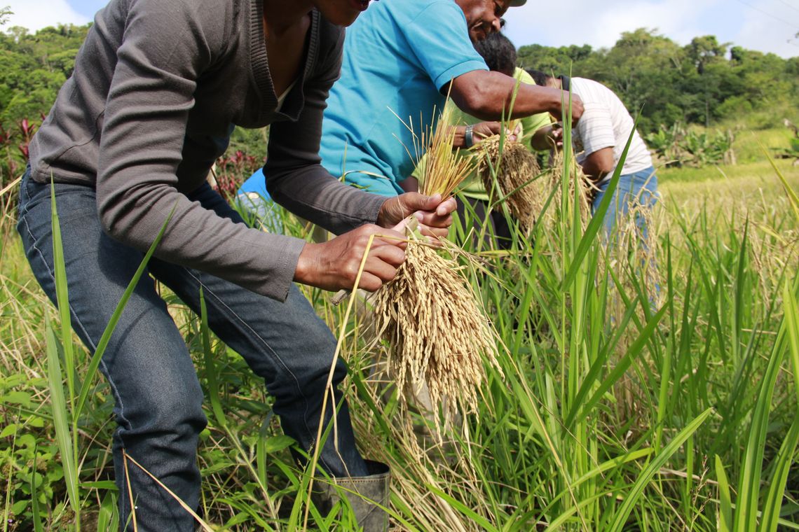 Sessenta pessoas participaram do mutirão da colheita de arroz, na comunidade do quilombo Morro Seco.