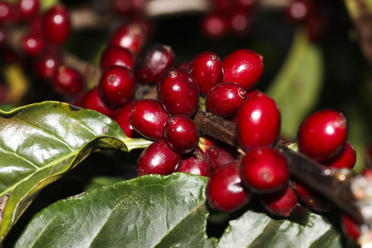 Plantação de Café  na  Embrapa Cerrado 