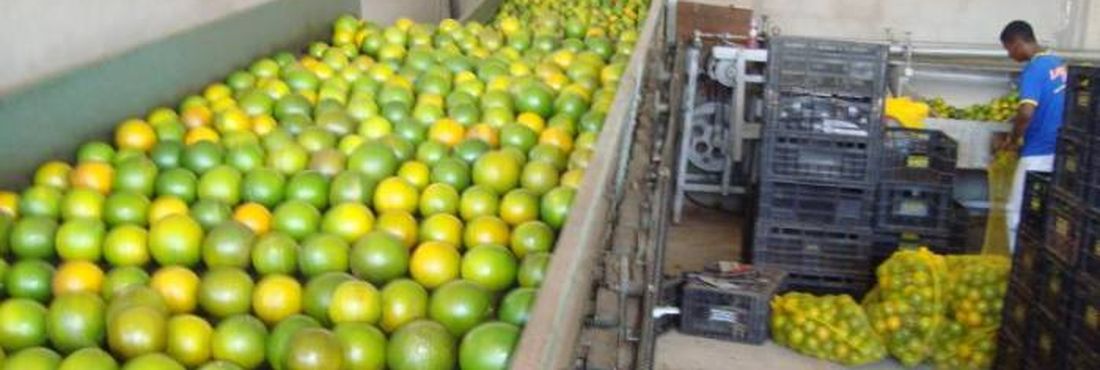 Produção de Laranja Apesar das tecnologias e do aumento na produtividade, os produtores ainda têm dificuldades para escoar a produção.