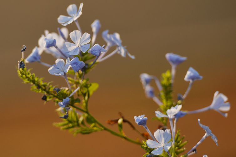 No dia 23 de setembro é oficialmente declarado o início da Primavera no Hemisfério Sul, pois no Hemisfério Norte, nesse mesmo dia, inicia-se o outono (Marcello Casal Jr/Agência Brasil)