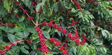 A inserção de colônias de abelhas manejadas em fazendas de café convencionais traz rendimento,  qualidade e aumento da produtividade