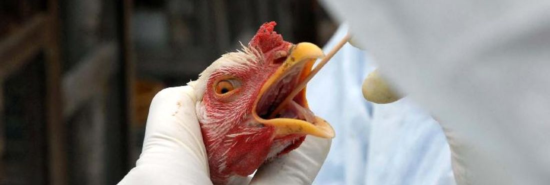 Fiscais de saúde examinam galinhas para prevenção de gripe aviária