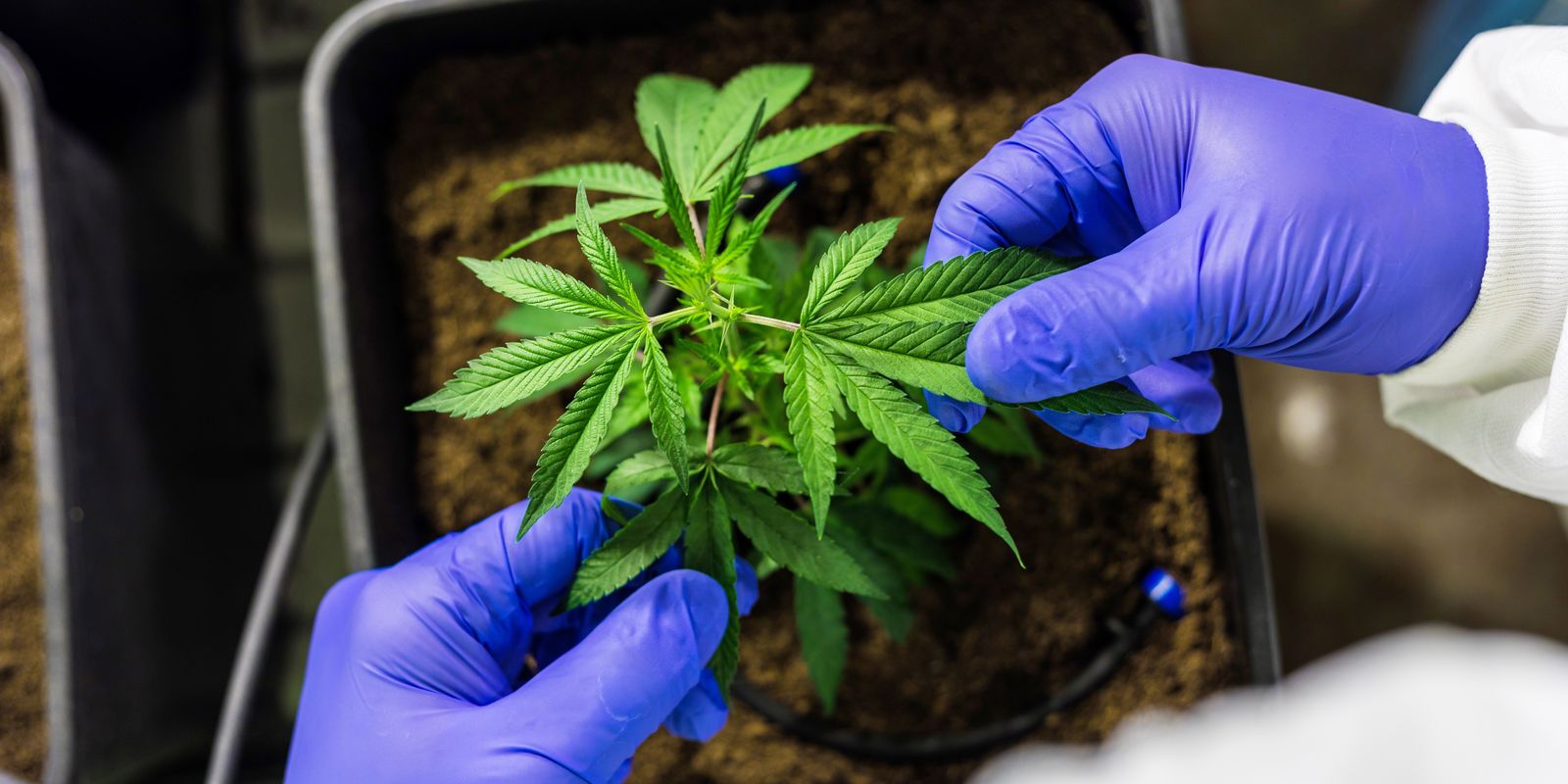 Juiz autoriza farmácia de manipulação a fabricar produtos de cannabis