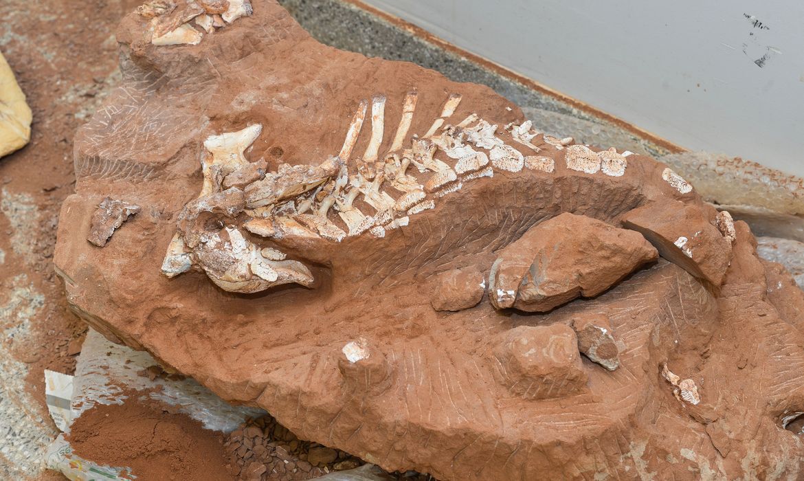 Pesquisadores da Universidade de Brasília (UnB) começaram este mês a preparar e estudar o fóssil de um dinossauro que viveu há cerca de 70 milhões de anos no Brasil (Valter Campanato/Agência Brasil)