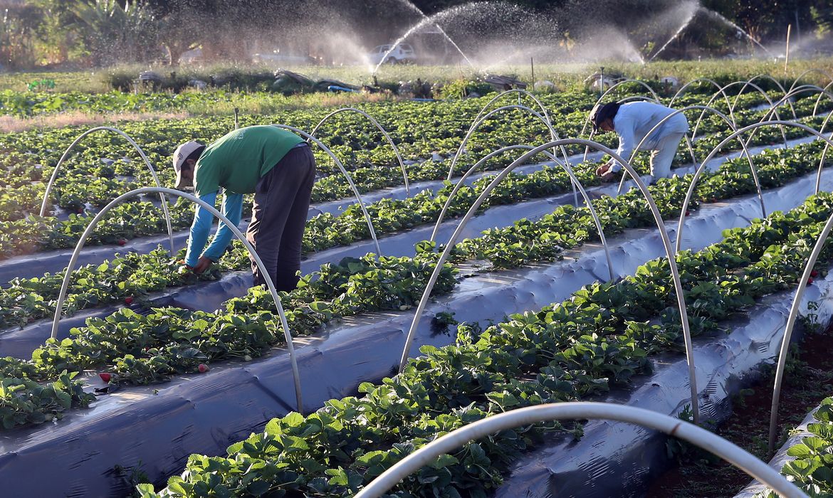 Cresce número de agricultores com acesso ao seguro rural