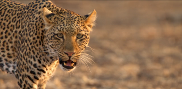 Olimba é a única leopardo que habita a "Planície do Ébano"