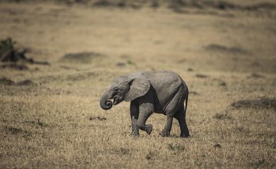 Elefantes na África