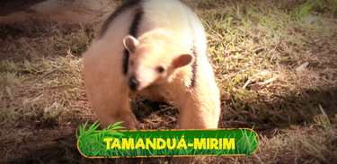 Que bicho é esse? Tamanduá-mirim