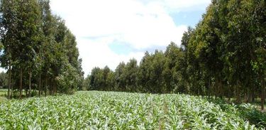 Cultivo em Solo Arenoso pode render alto nível de produtividade agrícola