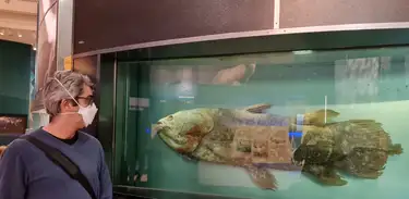 Peixe considerado ‘fóssil vivo’ muda a compreensão da evolução craniana dos vertebrados