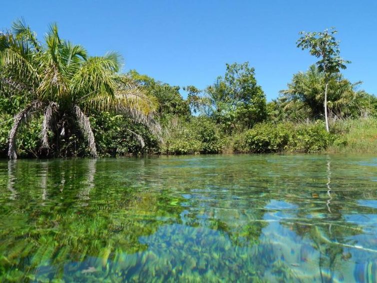 “A água vale mais que o ouro, é insubstituível”, diz Mercedes Bustamante, professora de Ecologia (UnB)