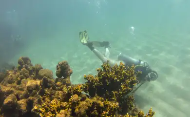 Tamandaré (PE), 25/10/2023 - A bióloga Janaína Bumbeer, doutora em Ecologia e Conservação Marinha, observa o coral-de-fogo (Millepora alcicornis) durante mergulho no recife Pirambu, na APA Costa dos Corais. Foto: Fernando Frazão/Agência Brasil