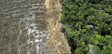 Desmatamento na Amazônia