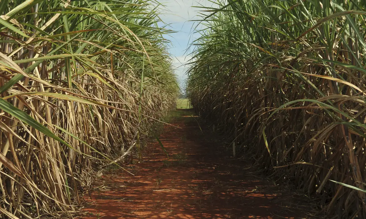 Plantação de cana-de-açúcar, usada para produzir açúcar e etanol