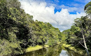 Reflorestamento e recuperação de vegetação nativa. Foto: Symbiosis/ Divulgação