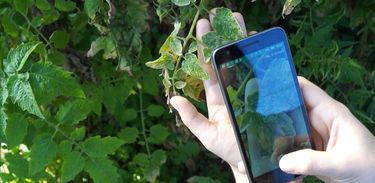 Aplicativo permite identificar pragas e doenças em plantas