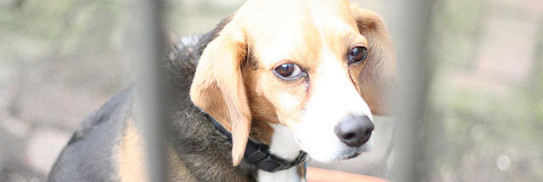 Beagle Beagle