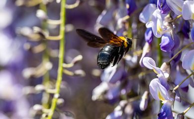 A selective focus shot of a Japanese carpenter bee collecting pollen on a purple flower. Foto: Freepik/@wirestock