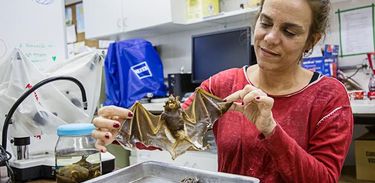 Professora Ludmilla Aguiar e um espécime de morcego conservado em álcool