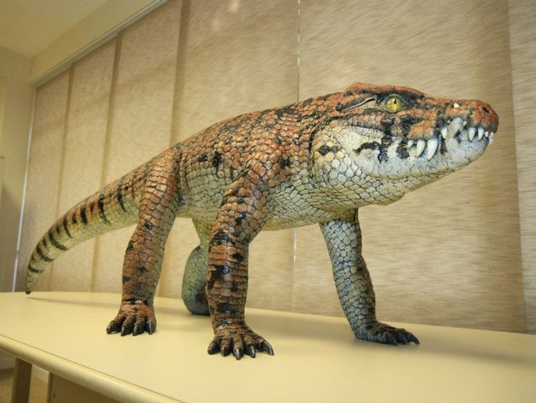 O fóssil do Caipirasuchus mineirus revela que o animal tinha um esqueleto articulado e possuía hábitos terrestres. Tinha um andar erguido do chão, similar ao de um cachorro.