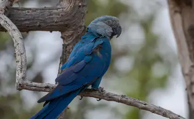 Ararinha-azul de vida livre próximo ao criadouro
