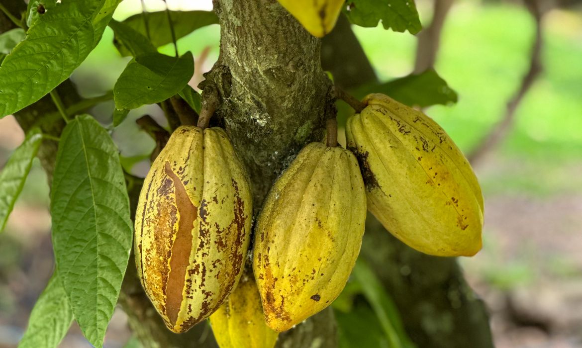 Preo do cacau sobe e anima produtores no Brasil