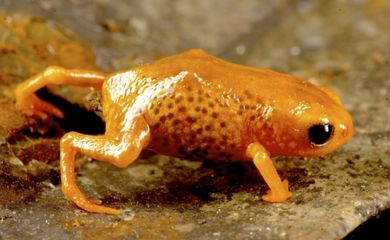 Sete espécies de minissapos são descobertas na Mata Atlântica (Luiz Fernando Ribeiro/Fundação Grupo Boticário - Divulgação)