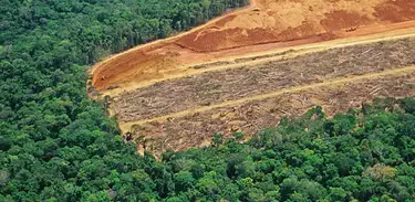 O desmatamento na Amazônia está provocando mudanças regionais significativas no clima em comparação a áreas com cobertura florestal acima de 80%. 