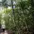 Floresta 