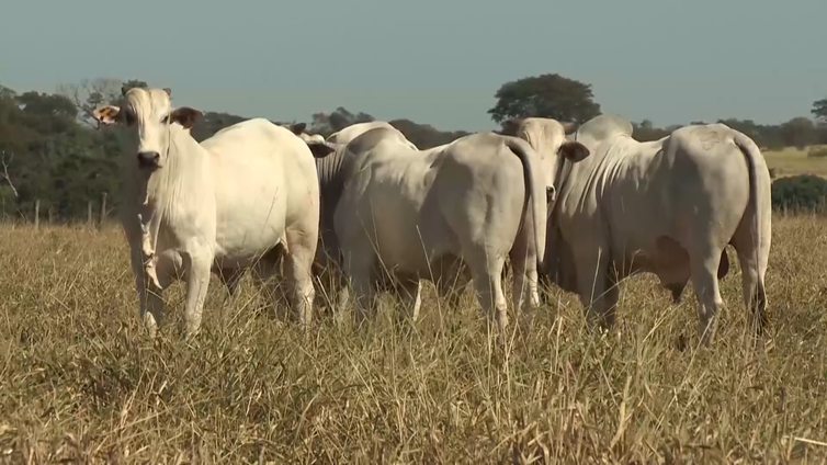 Agro Nacional mostra o que fazer com os rebanhos bovinos no período da seca