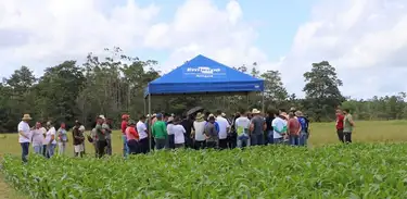 Embrapa promove treinamento sobre cultivo da mandioca e melhoria da qualidade da farinha
