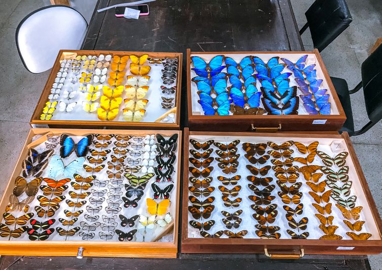 Gavetas entomológicas com exemplares de borboletas e mariposas da nova coleção do Museu Nacional