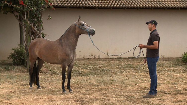 Cadeia de criação de cavalos emprega seis vezes mais que indústria mobilística, estima criador Caio Brasil