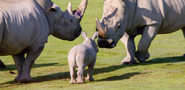 Rinocerontes já nascem minigigantes 