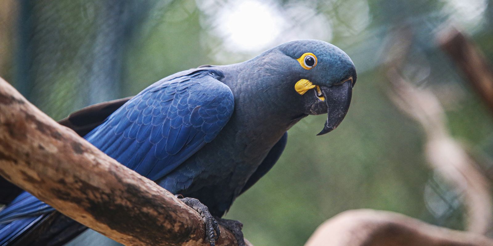 Araras-azuis chegam ao Brasil para reinserção na natureza