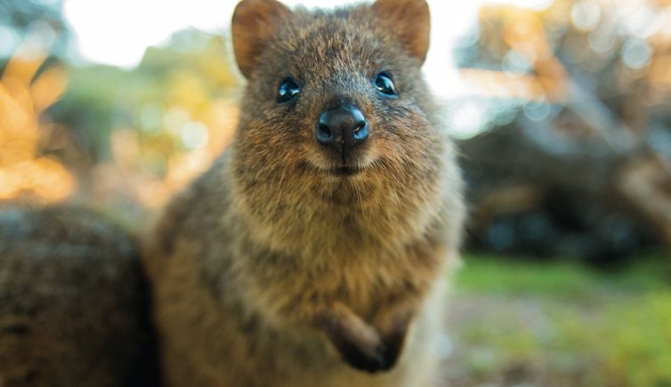 Espécie típica da Austrália Ocidental, o quokka é considerado o animal mais feliz do planeta