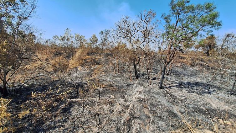 Brasília (DF), 19/09/2024 - Área queimada após incêndio no Parque Nacional de Brasília. Foto: ICMBio/Divulgação