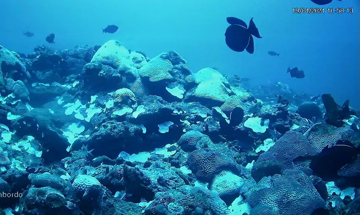 BRANQUEAMENTO DE CORAIS - PE - Banco de corais de cadeia submersa do Norte do Brasil mostram branqueamento. - Cabeço Branco. Foto: UFPE