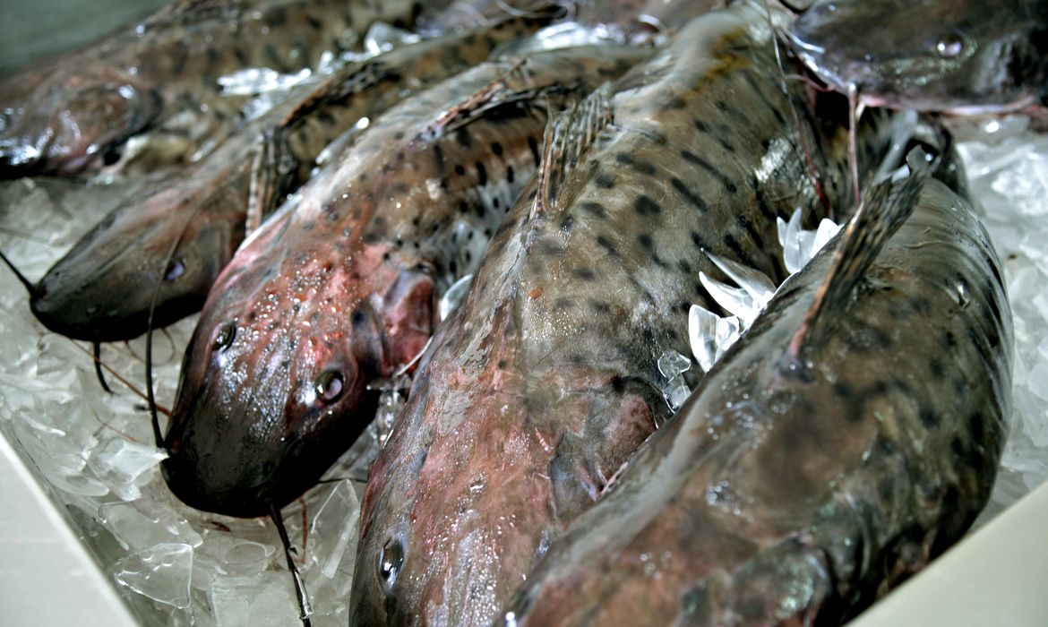 Brasília -  A tradição de comer peixe na sexta-feira Santa leva consumidores aos mercados de peixe na capital (José Cruz/Agência Brasil)