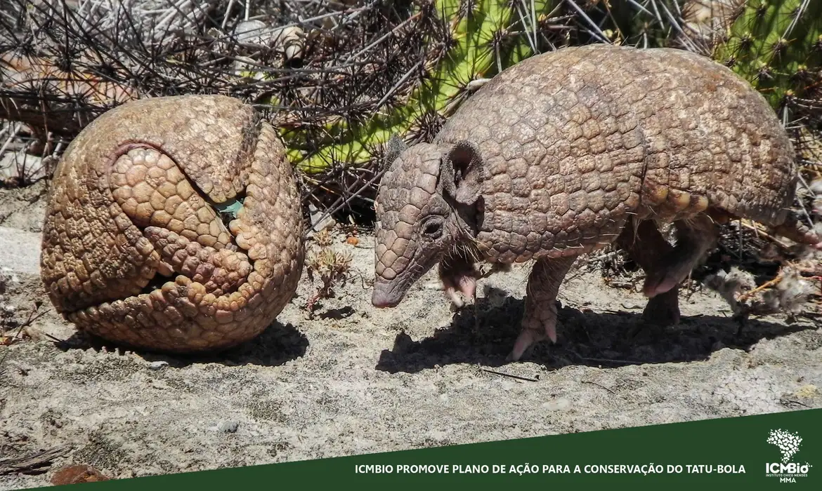 Lanzan plan para conservar al animal símbolo del Mundial | Agência Brasil