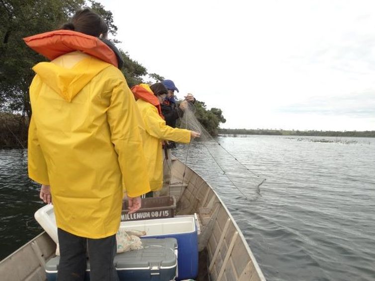 Peixe amazônico em reservatório paulista diminuiu diversidade de espécies nativas