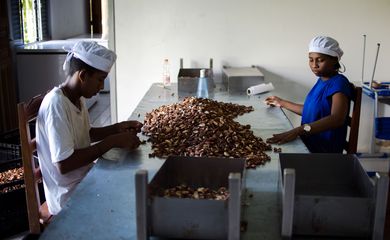 Trabalhadores da Cooperativa Mista de Guariba descascam castanhas colhidas na reserva extrativista Guariba-Roosevelt ( Marcelo Camargo/Agência Brasil)
