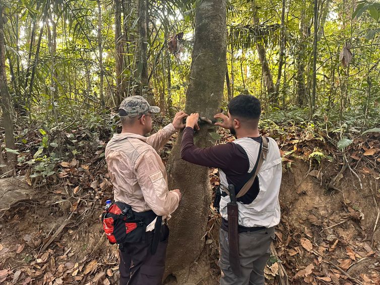 Mutum-pinima é encontrado na Amazônia, após 40 anos sem ser avistado