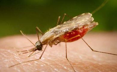 Mosquito Anopheles transmissor da malária